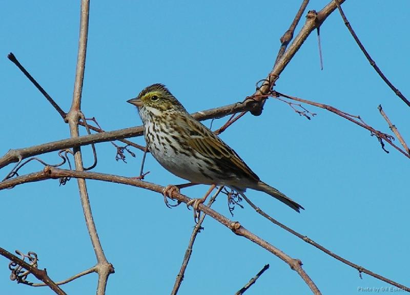 Savannah Sparrow 